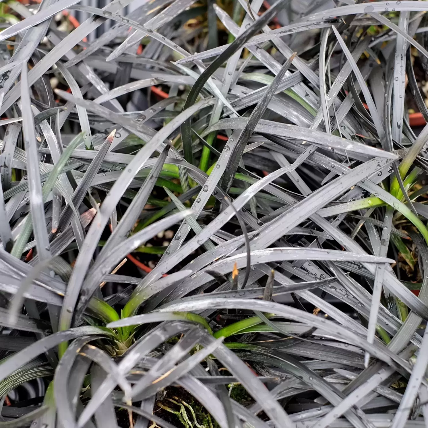 Ophiopogon 'Black Beard' - Cowell's Garden Centre | Woolsington