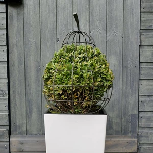 Orchard Pear Garden Sculpture - Small - image 4