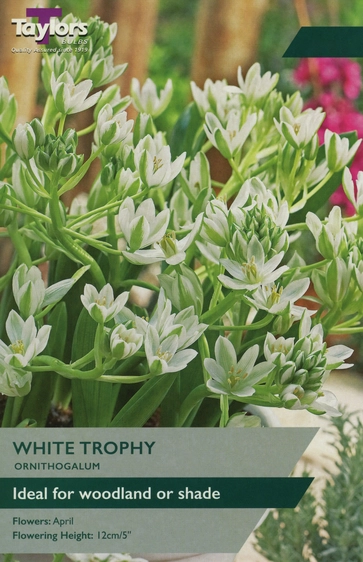 Ornithogalum White Trophy