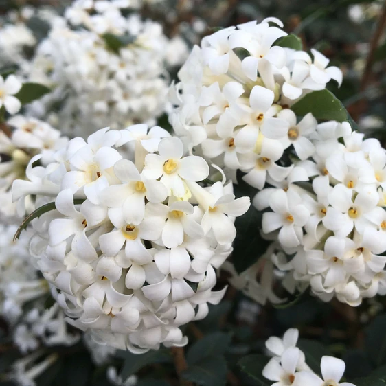 Picture - Van Son & Koot BV