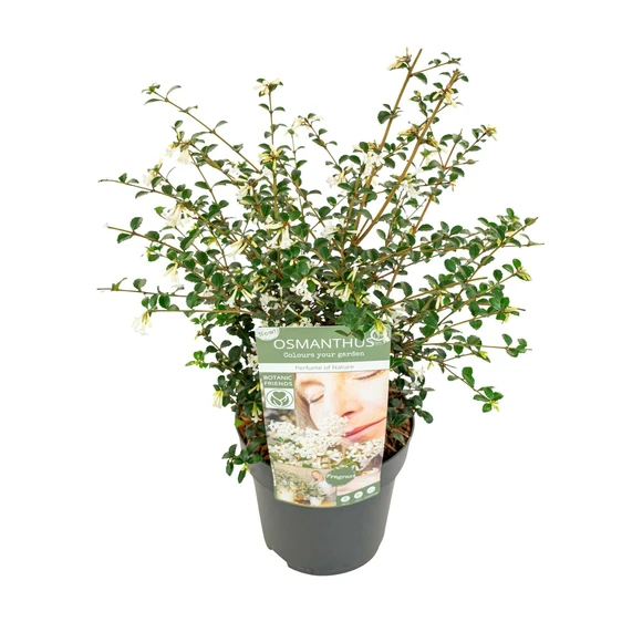 Osmanthus burkwoodii 'Perfume of Nature' - image 2