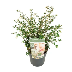 Osmanthus burkwoodii 'Perfume of Nature' - image 2