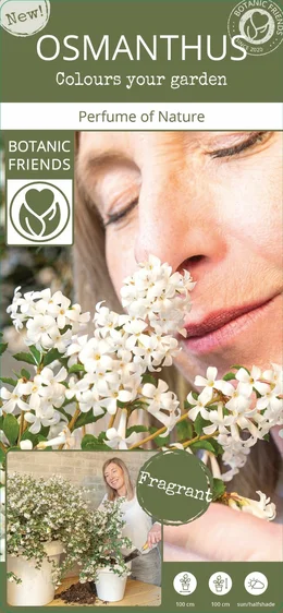 Osmanthus burkwoodii 'Perfume of Nature' - image 3