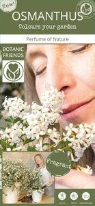 Osmanthus burkwoodii 'Perfume of Nature' - image 3