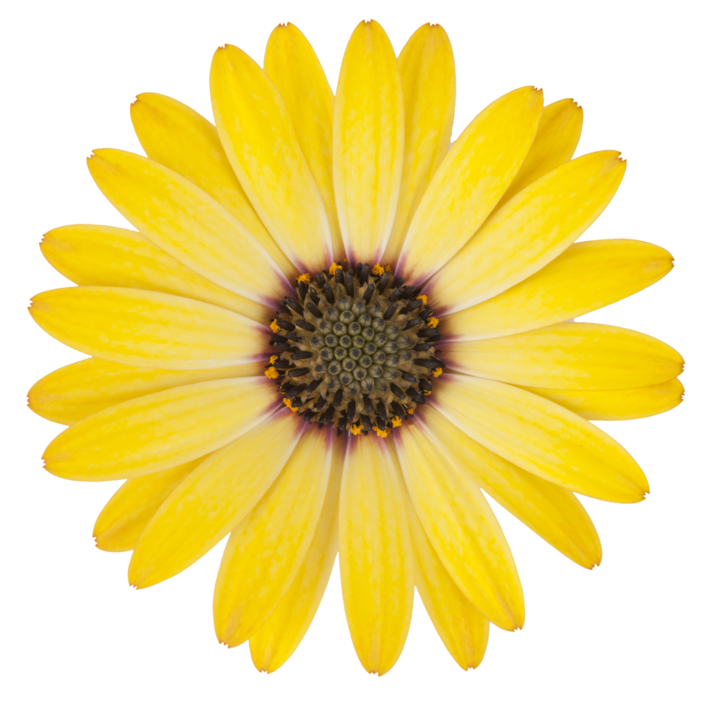 Osteospermum Dalina 'Yellow' - Cowell's Garden Centre | Woolsington