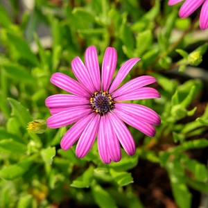 Osteospermum 'Tresco Purple' 3L - image 2