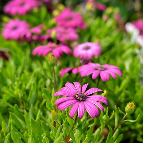 Osteospermum 'Tresco Purple' 3L - image 1