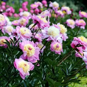 Paeonia lactiflora 'Bowl of Beauty' - image 2