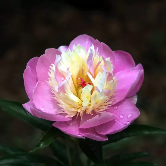 Paeonia lactiflora 'Bowl of Beauty' - image 1