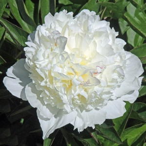 Image Credit: American Peony Society