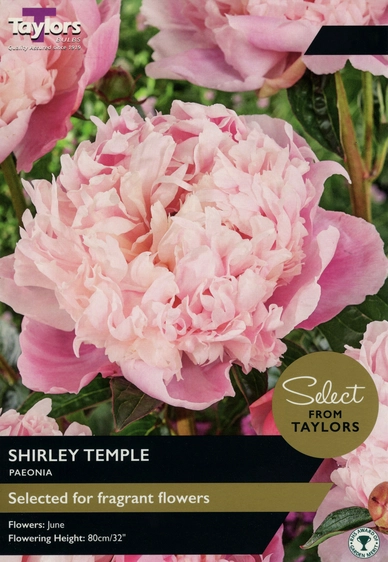 Paeonia Shirley Temple