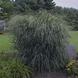 Panicum virgatum 'Blue Fountain' - Photo courtesy of Walters Gardens, Inc