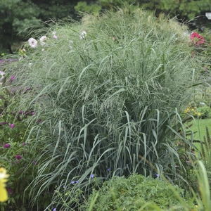 Panicum virgatum 'Blue Fountain' - Photo courtesy of Walters Gardens, Inc