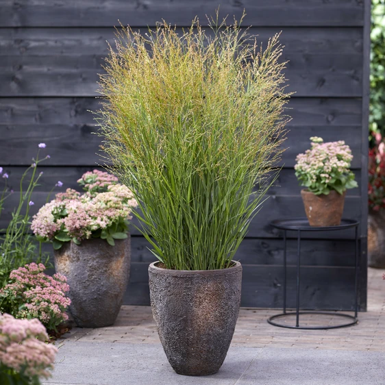 Panicum virgatum 'Buffalo Green' 1L - image 2