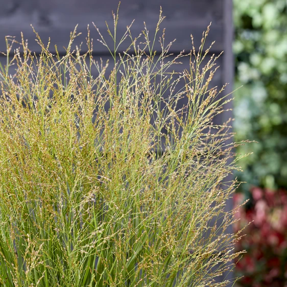 Panicum virgatum 'Buffalo Green' 1L - image 3