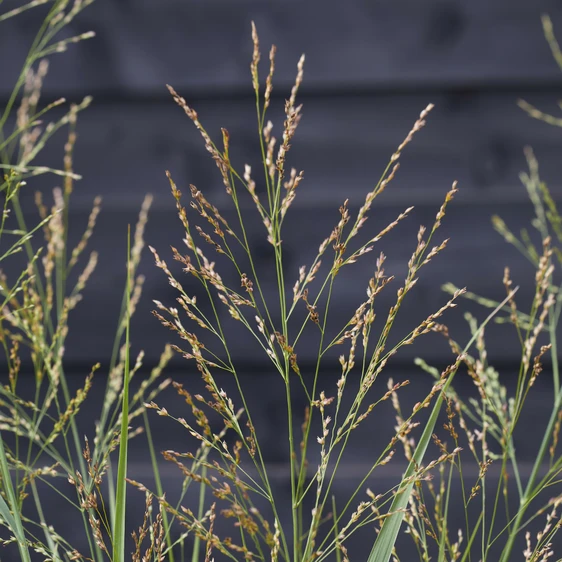 Panicum virgatum 'Buffalo Green' 1L - image 4