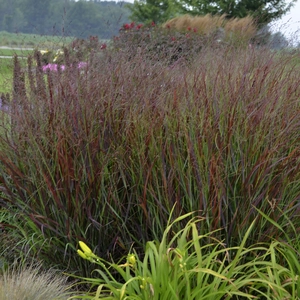 Panicum virgatum 'Cheyenne Sky' - Photos courtesy of Walters Gardens, Inc