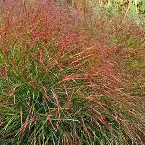 Panicum virgatum 'Hanse Herms'