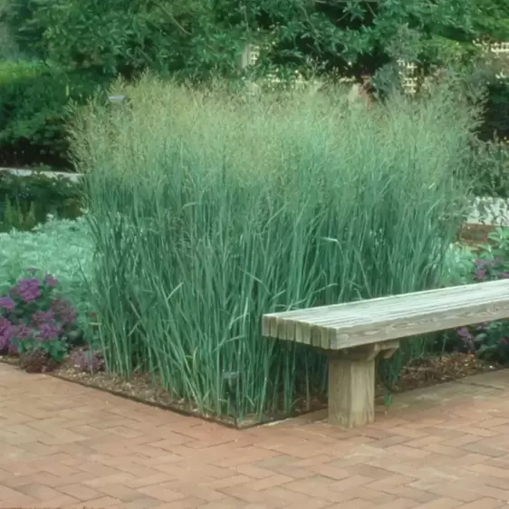 Panicum virgatum 'Heavy Metal' - Photo courtesy of Walters Gardens, Inc