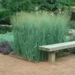 Panicum virgatum 'Heavy Metal' - Photo courtesy of Walters Gardens, Inc