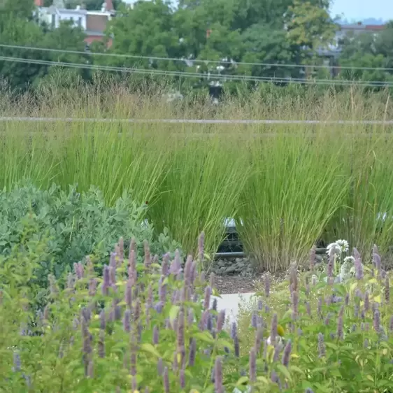 Panicum virgatum 'Heavy Metal' - Photo courtesy of Walters Gardens, Inc