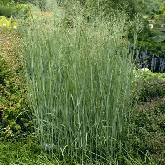 Panicum virgatum 'Heavy Metal' - Photo courtesy of Walters Gardens, Inc