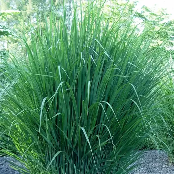 Panicum virgatum 'Northwind' 1L - image 1