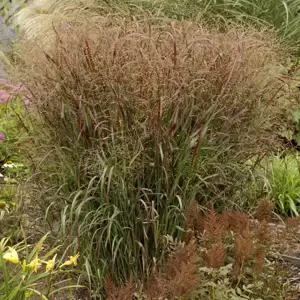 Panicum virgatum 'Prairie Sky' - Photos courtesy of Walters Gardens, Inc