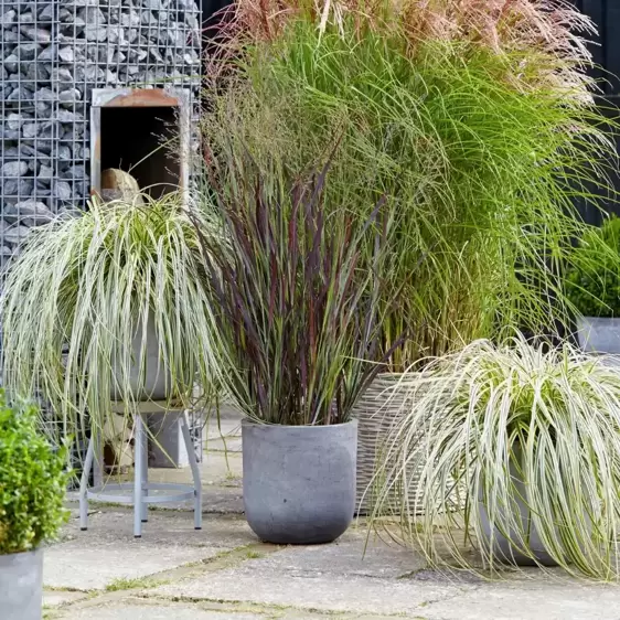 Panicum virgatum 'Purple Breeze'℗ - Photo Credit Plantipp BV®