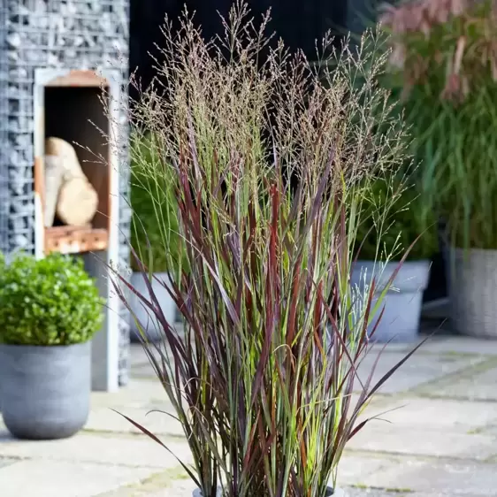 Panicum virgatum 'Purple Breeze'℗ - Photo Credit Plantipp BV®