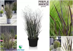 Panicum virgatum 'Purple Breeze'℗ - Photo Credit Plantipp BV®