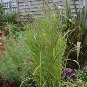 Panicum virgatum 'Sangria' 1L