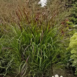 Panicum virgatum 'Squaw' - Photos courtesy of Walters Gardens, Inc