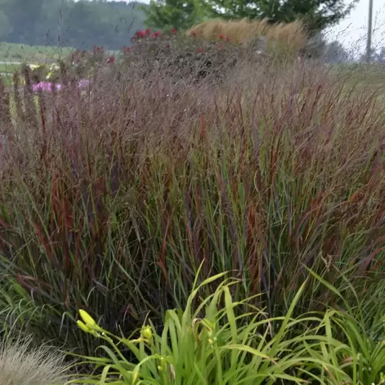 Panicum virgatum 'Squaw' - Photos courtesy of Walters Gardens, Inc