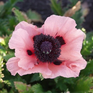 Papaver orientale 'Forncett Summer' 3L