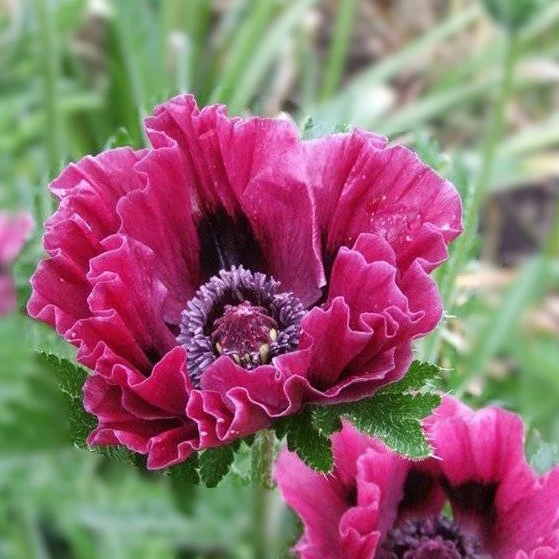 Papaver orientale 'Harlem'