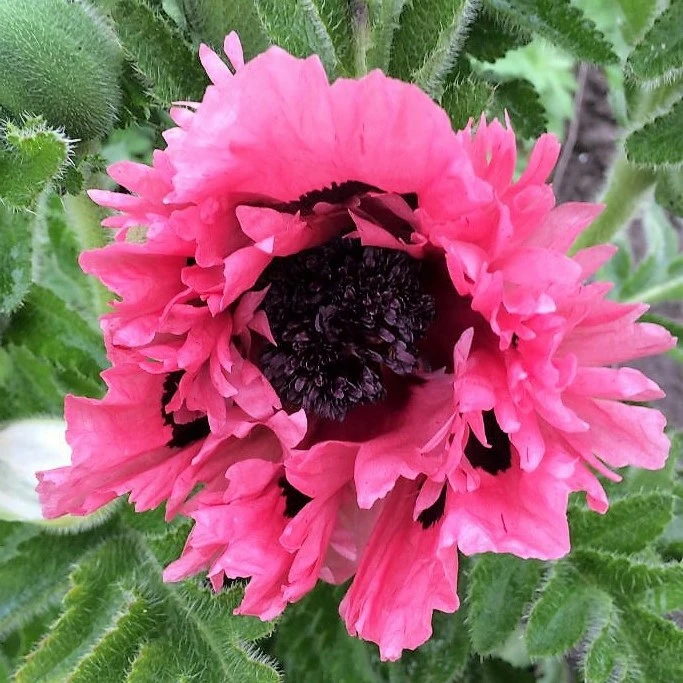 Papaver orientale 'Pink Perfection' - Cowell's Garden Centre | Woolsington