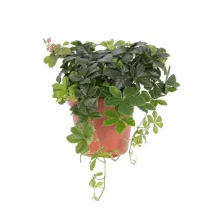 Parthenocissus striata 'Verona Vein'