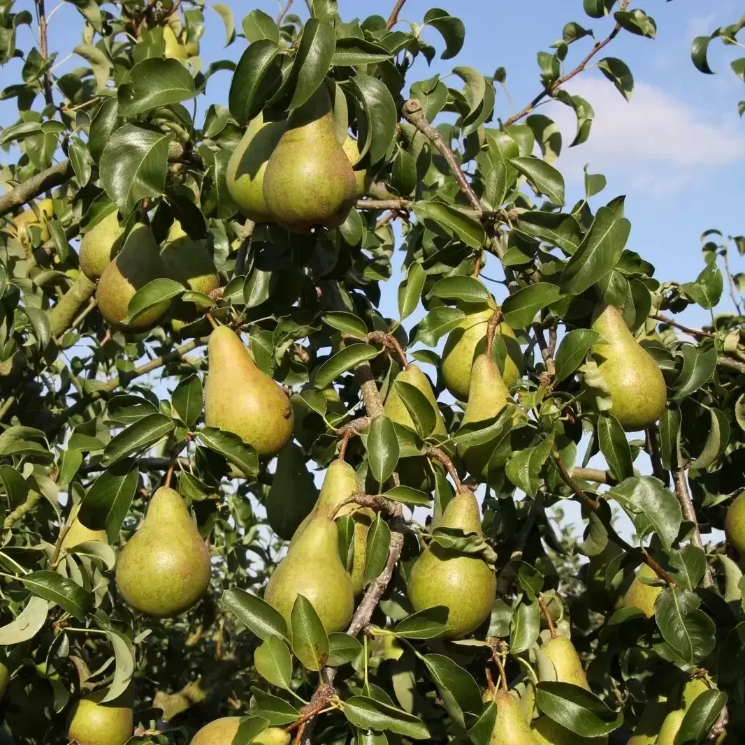 Pear (Pyrus) 'Concorde' Quince Eline - Patio - Cowell's Garden Centre ...