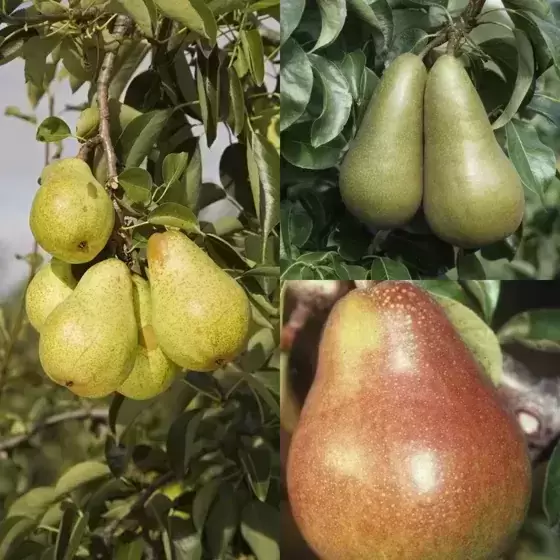 https://www.cowellsgc.co.uk/files/images/webshop/pear-pyrus-family-conference-comice-williams-560x560-61f32b32aa76d_l.webp