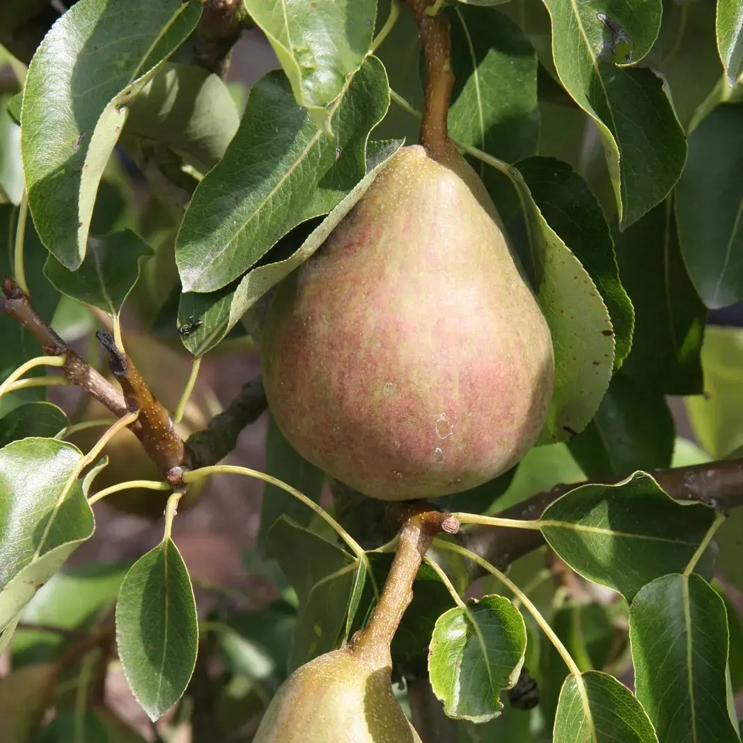 Pear (Pyrus) 'Onward' Quince Eline - Patio - Cowell's Garden Centre ...