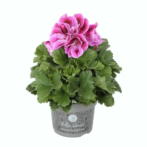 Pelargonium Bella Donna® 'Don Mario'
