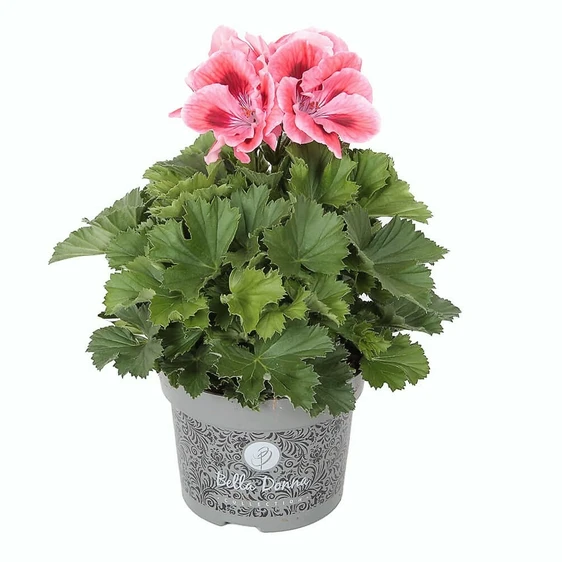 Pelargonium Bella Donna® 'Don Maxima'