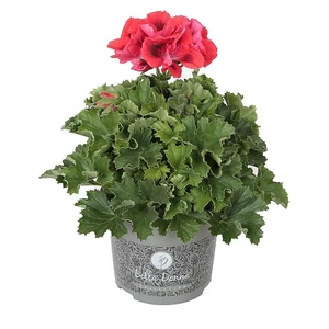 Pelargonium Bella Donna® 'Don Vito'