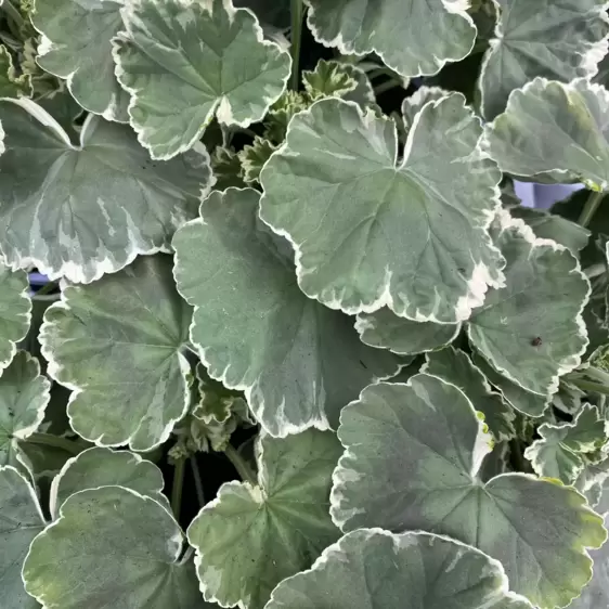 Pelargonium 'Madame Salleron' - image 1