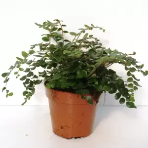 Pellaea rotundifolia 13cm - image 1