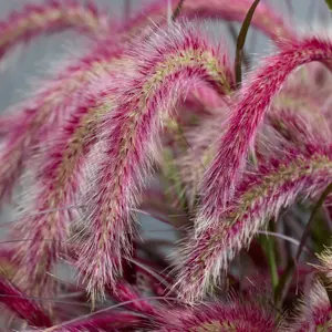 Image Credit: Plantipp BV®