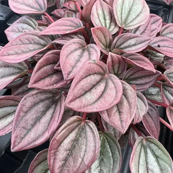 Peperomia caperata 'Cayenne' 12cm - image 2