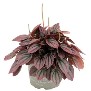 Peperomia caperata 'Cayenne' 12cm - image 3