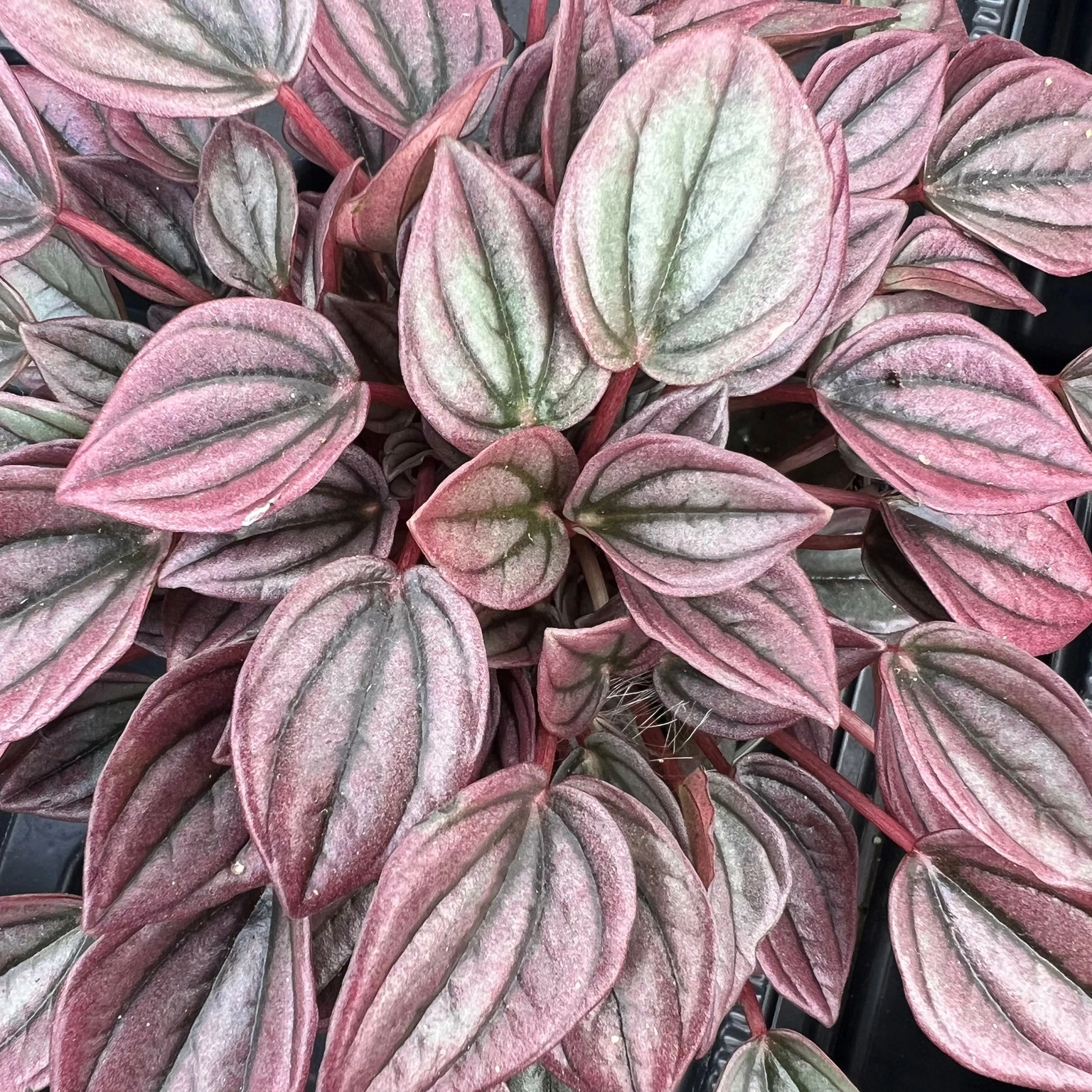 Peperomia caperata 'Cayenne' - Cowell's Garden Centre | Woolsington